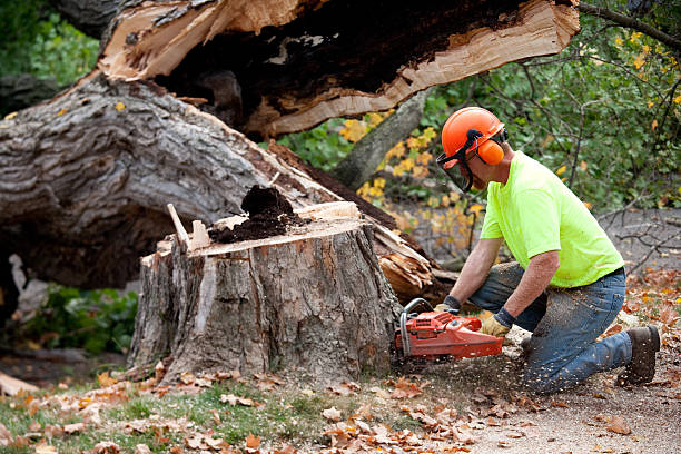 Emergency Storm Tree Removal in Hideout, UT